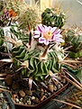 Нажмите на изображение для увеличения.

Название:	Stenocactus tricuspidatus.jpg
Просмотров:	152
Размер:	273.1 Кб
ID:	364517