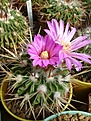 Нажмите на изображение для увеличения.

Название:	Stenocactus obvalatus.jpg
Просмотров:	147
Размер:	248.6 Кб
ID:	364518