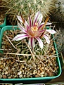 Нажмите на изображение для увеличения.

Название:	Stenocactus grandicornis.jpg
Просмотров:	152
Размер:	242.6 Кб
ID:	364520