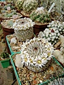 Нажмите на изображение для увеличения.

Название:	Mammillaria peresdelarosae v. andersonii.jpg
Просмотров:	118
Размер:	257.5 Кб
ID:	364586