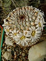 Нажмите на изображение для увеличения.

Название:	Mammillaria peresdelarosae v. andersonii.jpg
Просмотров:	117
Размер:	213.2 Кб
ID:	364587