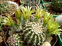 Нажмите на изображение для увеличения.

Название:	Echinocereus viridiflorus.jpg
Просмотров:	114
Размер:	294.1 Кб
ID:	364588