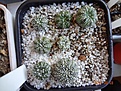 Нажмите на изображение для увеличения.

Название:	1.1. Astrophytum asterias hybr. red-salmon flower x A. asterias hybr. (x «SuperKabuto»).JPG
Просмотров:	662
Размер:	303.4 Кб
ID:	364652