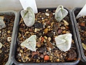 Нажмите на изображение для увеличения.

Название:	3.2 Astrophytum myriostigma v.tricostatum cv.Bohumil Schutz 02-2017 .JPG
Просмотров:	681
Размер:	297.1 Кб
ID:	364653