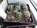 Нажмите на изображение для увеличения.

Название:	4.2 Coryphantha maiz-tablasensis 02-2017.JPG
Просмотров:	680
Размер:	244.5 Кб
ID:	364654