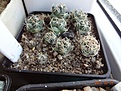 Нажмите на изображение для увеличения.

Название:	4.2 Coryphantha maiz-tablasensis 02-2017.JPG
Просмотров:	663
Размер:	244.5 Кб
ID:	364654