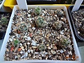 Нажмите на изображение для увеличения.

Название:	5.2. Coryphantha radians (Bercht) 02-2017.JPG
Просмотров:	684
Размер:	287.7 Кб
ID:	364655