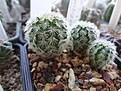 Нажмите на изображение для увеличения.

Название:	9.1 Echinocereus pectinatus v.rubrispinus 02-2017.JPG
Просмотров:	690
Размер:	223.9 Кб
ID:	364656