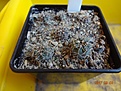 Нажмите на изображение для увеличения.

Название:	33.2. Gymnocalycium baldianum aff. VG 569, Los Varela, Catamarca., 1680m 02-2017.JPG
Просмотров:	684
Размер:	222.9 Кб
ID:	364657