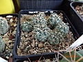 Нажмите на изображение для увеличения.

Название:	40.2 Gymnocalycium baldianum VG 564, Las Piedras Blancas, Catamarca, 1898m 02-2017.JPG
Просмотров:	661
Размер:	277.8 Кб
ID:	364658