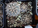 Нажмите на изображение для увеличения.

Название:	46.1 Gymnocalycium borthii ssp. nogolense VG 411[1 02-2017.JPG
Просмотров:	780
Размер:	279.8 Кб
ID:	364659