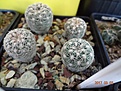 Нажмите на изображение для увеличения.

Название:	48.1 Gymnocalycium bruchii ssp. lafaldense VG 335 02-2017.JPG
Просмотров:	667
Размер:	212.9 Кб
ID:	364660