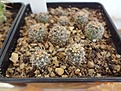 Нажмите на изображение для увеличения.

Название:	54.2 Gymnocalycium carolinense VG 021, Va. de Pancarta, SL, 1520m, origin place 02-2017.JPG
Просмотров:	663
Размер:	232.5 Кб
ID:	364661