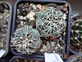 Нажмите на изображение для увеличения.

Название:	57.1 Gymnocalycium gaponii 02-2017.JPG
Просмотров:	687
Размер:	211.3 Кб
ID:	364662
