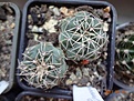 Нажмите на изображение для увеличения.

Название:	57.1 Gymnocalycium gaponii 02-2017.JPG
Просмотров:	671
Размер:	211.3 Кб
ID:	364662