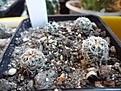 Нажмите на изображение для увеличения.

Название:	58.2 Gymnocalycium gertii  VG 707, Loma Bola, Cordoba, 935 m 02-2017.JPG
Просмотров:	665
Размер:	248.6 Кб
ID:	364663