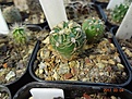 Нажмите на изображение для увеличения.

Название:	70.1 Gymnocalycium netrelianum VG 422 02-2017.JPG
Просмотров:	666
Размер:	250.1 Кб
ID:	364664