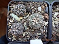 Нажмите на изображение для увеличения.

Название:	84.1 Gymnocalycium taningaense (blue) VG 310 02-2017.JPG
Просмотров:	674
Размер:	274.6 Кб
ID:	364665