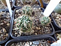 Нажмите на изображение для увеличения.

Название:	93.1 Notocactus submammulosus VG 420 02-2017 .JPG
Просмотров:	680
Размер:	226.1 Кб
ID:	364666