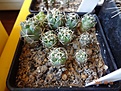 Нажмите на изображение для увеличения.

Название:	98.4 Thelocactus hexaedrophorus 02-2017.JPG
Просмотров:	675
Размер:	272.2 Кб
ID:	364667