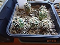Нажмите на изображение для увеличения.

Название:	98.5 Thelocactus hexaedrophorus   (Израиль) 02-2017.JPG
Просмотров:	686
Размер:	236.2 Кб
ID:	364668