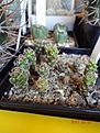 Нажмите на изображение для увеличения.

Название:	101.3 Turbinicarpus flaviflorus 02-2017.JPG
Просмотров:	692
Размер:	220.6 Кб
ID:	364669