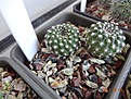 Нажмите на изображение для увеличения.

Название:	105.1 Rebutia krainziana “aureiflora” 02-2017.JPG
Просмотров:	684
Размер:	234.1 Кб
ID:	364671