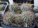 Нажмите на изображение для увеличения.

Название:	108.1 Acanthocalycium violaceum 02-2017.JPG
Просмотров:	668
Размер:	303.8 Кб
ID:	364672