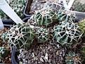 Нажмите на изображение для увеличения.

Название:	186.1 Echinocactus texensis 02-2017.JPG
Просмотров:	682
Размер:	289.7 Кб
ID:	364673