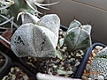 Нажмите на изображение для увеличения.

Название:	192.1 Astrophytum myriostigma cv. Onzuka 02-2017 с поврежд крапа.JPG
Просмотров:	689
Размер:	247.5 Кб
ID:	364675