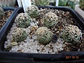 Нажмите на изображение для увеличения.

Название:	193.1 Coryphantha tripugionacantha PP 1012 Tepetatita, Zac 02-2017.JPG
Просмотров:	684
Размер:	236.4 Кб
ID:	364676