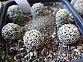 Нажмите на изображение для увеличения.

Название:	194.1 Coryphantha tripugionacantha 02-2017.JPG
Просмотров:	689
Размер:	242.9 Кб
ID:	364677