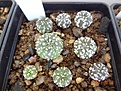 Нажмите на изображение для увеличения.

Название:	195.2 Astrophytum asterias cv. Superkabuto 02-2017.JPG
Просмотров:	686
Размер:	261.8 Кб
ID:	364678