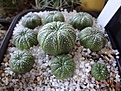 Нажмите на изображение для увеличения.

Название:	196.1 Astrophytum asterias JL 32 Tx (Texas) 02-2017.JPG
Просмотров:	668
Размер:	253.0 Кб
ID:	364679