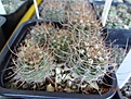 Нажмите на изображение для увеличения.

Название:	198.1 Acanthocalycium violaceum P 110a Salsacate, 1000m 02-2017.JPG
Просмотров:	691
Размер:	236.3 Кб
ID:	364680