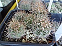 Нажмите на изображение для увеличения.

Название:	198.1 Acanthocalycium violaceum P 110a Salsacate, 1000m 02-2017.JPG
Просмотров:	674
Размер:	236.3 Кб
ID:	364680