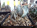 Нажмите на изображение для увеличения.

Название:	200.1 Astrophytum ornatum 02-2017.JPG
Просмотров:	690
Размер:	233.1 Кб
ID:	364681