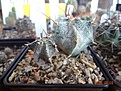 Нажмите на изображение для увеличения.

Название:	200.1 Astrophytum ornatum 02-2017.JPG
Просмотров:	673
Размер:	233.1 Кб
ID:	364681