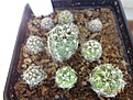 Нажмите на изображение для увеличения.

Название:	201.2 Gymnocalycium bruchii var. JPR 103248 Villa del Carmen 02-2017.JPG
Просмотров:	684
Размер:	208.3 Кб
ID:	364683