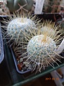 Нажмите на изображение для увеличения.

Название:	204.1 Mammillaria discolor v.longispina Rog 535, San Alejo 02-2017.JPG
Просмотров:	665
Размер:	222.1 Кб
ID:	364684