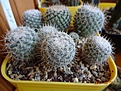 Нажмите на изображение для увеличения.

Название:	205.1 Mammillaria dixanthocentron Tonala 02-2017.JPG
Просмотров:	697
Размер:	275.6 Кб
ID:	364685