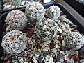 Нажмите на изображение для увеличения.

Название:	206.1 Gymnocalycium bruchii 02-2017.JPG
Просмотров:	682
Размер:	287.2 Кб
ID:	364686