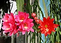 Нажмите на изображение для увеличения.

Название:	IMG_1628 (1050x745).jpg
Просмотров:	498
Размер:	476.9 Кб
ID:	364696