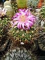 Нажмите на изображение для увеличения.

Название:	Stenocactus densispinus.jpg
Просмотров:	170
Размер:	270.2 Кб
ID:	364763