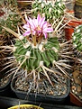 Нажмите на изображение для увеличения.

Название:	Stenocactus phyllacanthus ssp. violaciflorus.jpg
Просмотров:	175
Размер:	279.3 Кб
ID:	364764