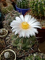 Нажмите на изображение для увеличения.

Название:	Thelocactus hexaedrophorus.jpg
Просмотров:	171
Размер:	248.5 Кб
ID:	364765