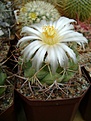 Нажмите на изображение для увеличения.

Название:	Thelocactus lloydii.jpg
Просмотров:	168
Размер:	185.4 Кб
ID:	364766