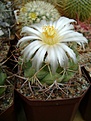 Нажмите на изображение для увеличения.

Название:	Thelocactus lloydii.jpg
Просмотров:	150
Размер:	185.4 Кб
ID:	364766