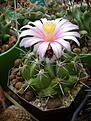 Нажмите на изображение для увеличения.

Название:	Thelocactus conothelos ssp. saussieri.jpg
Просмотров:	165
Размер:	223.4 Кб
ID:	364767