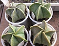 Нажмите на изображение для увеличения.

Название:	Astrophytum myriostigma cv.fjordhest.jpg
Просмотров:	491
Размер:	205.7 Кб
ID:	364787